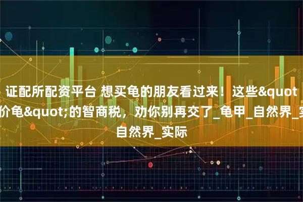 证配所配资平台 想买龟的朋友看过来！这些"天价龟"的智商税，劝你别再交了_龟甲_自然界_实际